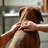 Traitement anti-parasitaire sur un chien